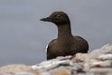 38 IJsland, Vigur eiland